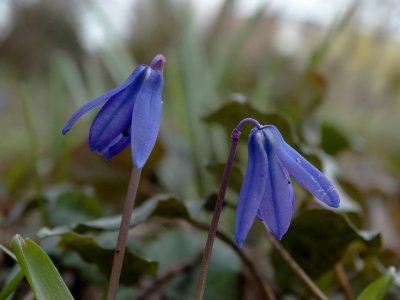 Sterhyacint (Scilla siberica)