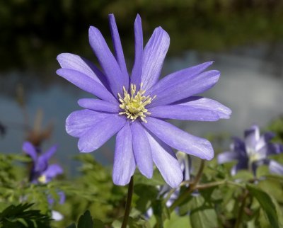 Oosterse Anemoon (Anemone blanda)