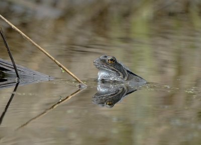 Heikikker (Moor Frog)