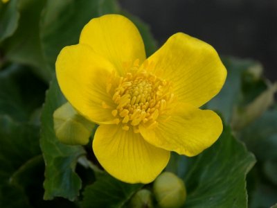 Gewone Dotterbloem (Caltha palustris)