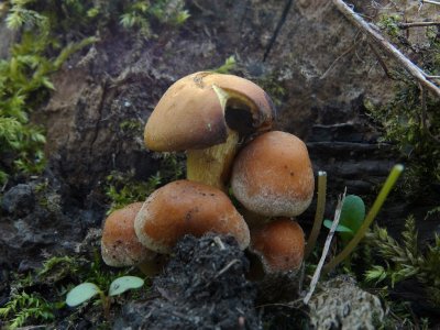 Gewone Zwavelkop (Hypholoma fasciculare, synoniem: Psilocybe fascicularis )