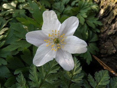 Bosanemoon (Anemone nemorosa)