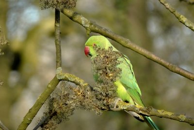 Halsbandparkiet (Rose-ringed Parakeet)