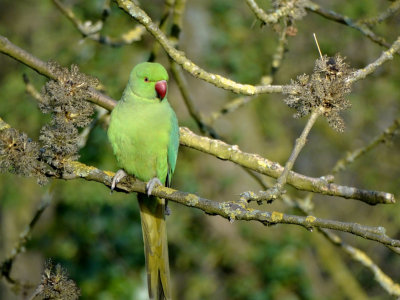 Halsbandparkiet (Rose-ringed Parakeet)