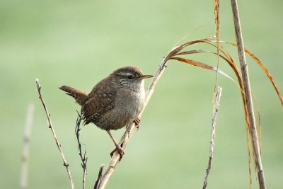 Winterkoning (Eurasian Wren)