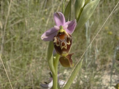 Veelvormige Hommelophrys (Ophrys heterochila)