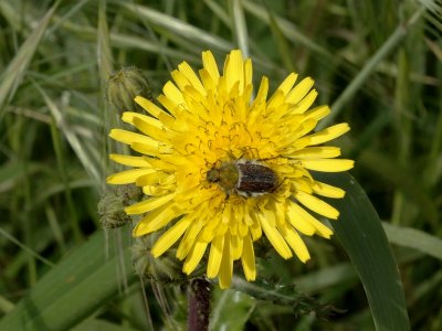 Gewone Melkdistel (Sonchus oleraceus)