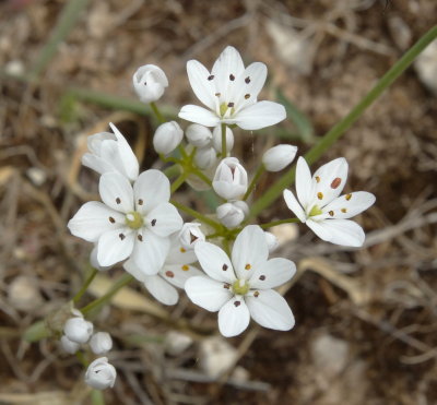 Italiaanse Look of Bruidsbloem (Allium neapolitanum)