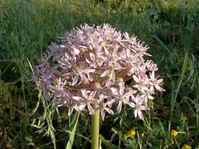 Roze Look (Allium roseum)