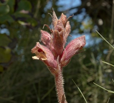Bitterkruidbremraap (Orobanche picridis)