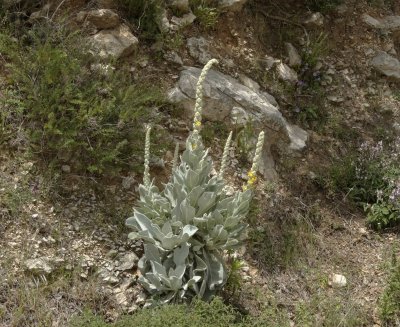 Koningskaars (Verbascum thapsus)