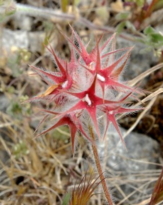 Sterklaver (Trifolium stellatum)