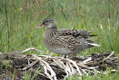 Krakeend (Gadwall)