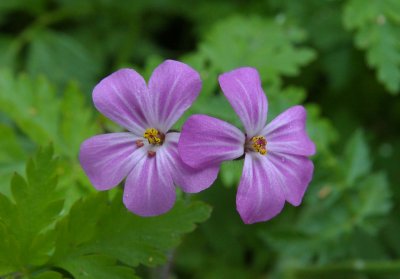 Robertskruid (Geranium robertianum)