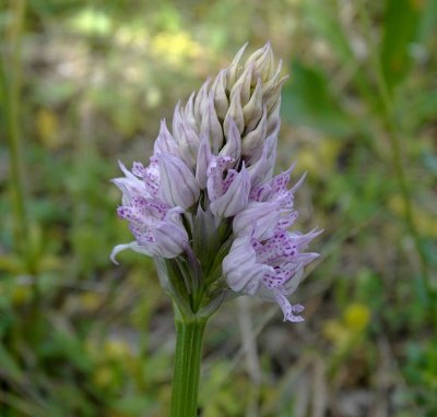 Gevlekte orchis (Dactylorhiza maculata subsp. maculata )