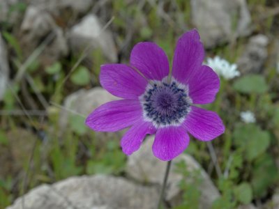 Veldanemoon (Anemone pavonina)