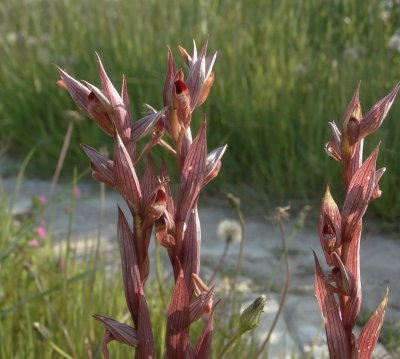 Tongorchis (Serapias)