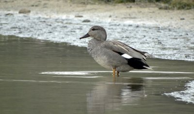 Krakeend (Gadwall)