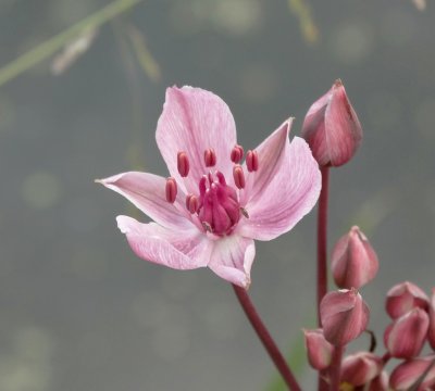 Zwanenbloem (Butomus umbellatus)