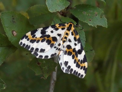 Bonte bessenvlinder (Abraxas grossulariata) - Magpie Moth