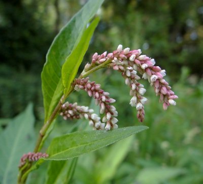 Perzikkruid (Persicaria maculosa)