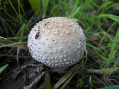 Parelamaniet (Amanita rubescens)