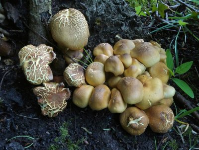 Gewone Zwavelkop (Hypholoma fasciculare, synoniem: Psilocybe fascicularis )