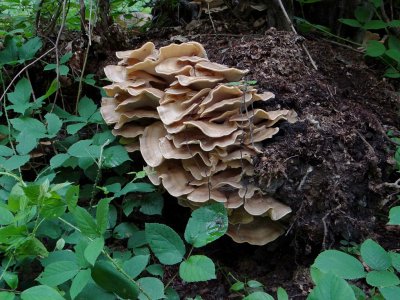 Reuzenzwam (Meripilus giganteus)