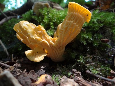 Hanenkam (Cantharellus cibarius)