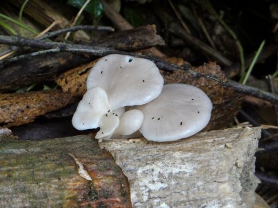 Bleke Oesterzwam (Pleurotus pulmonarius)