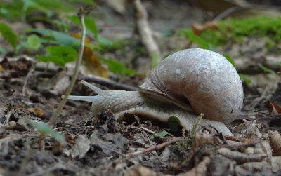 Wijngaardslak (Helix pomatia) - Burgundy snail