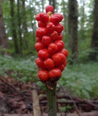 Gevlekte aronskelk (Arum maculatum)