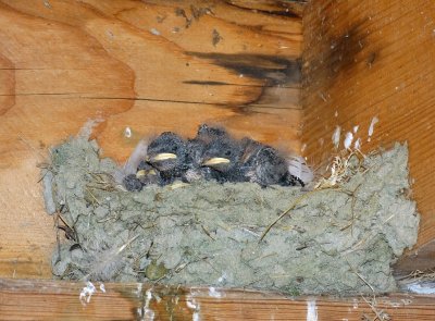 Boerenzwaluw (Barn Swallow)