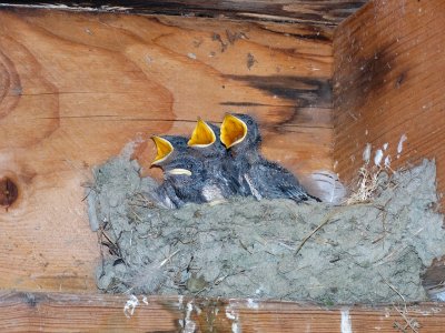 Boerenzwaluw (Barn Swallow)