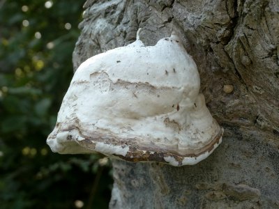 Echte Tonderzwam (Fomes fomentarius)