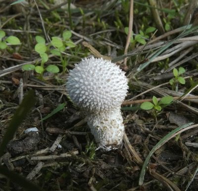 Parelstuifzwam (Lycoperdon perlatum)