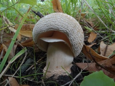 Parelamaniet (Amanita rubescens)