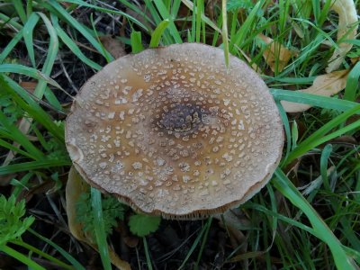 Parelamaniet (Amanita rubescens)