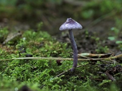 Lila satijnvezelkop (Inocybe geophylla var. lilacea)