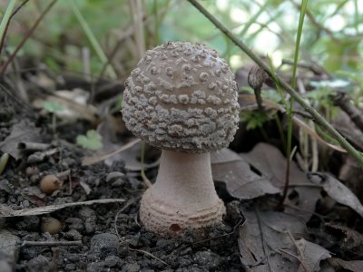 Parelamaniet (Amanita rubescens)