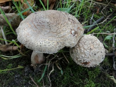 Parelamaniet (Amanita rubescens)