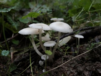 Mycena sp.