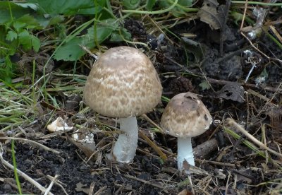 Schubbige Boschampignon (Agaricus silvaticus) 