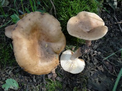 Grijsgroene melkzwam (Lactarius blennius)