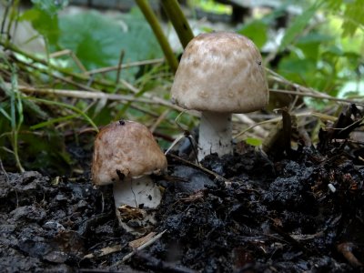 Schubbige Boschampignon (Agaricus silvaticus) 