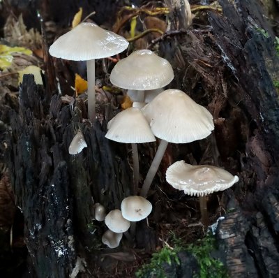 Helmmycena (Mycena galericulata)