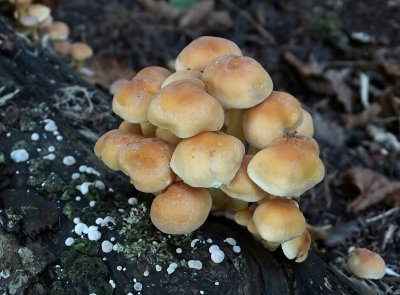 Gewone Zwavelkop (Hypholoma fasciculare, synoniem: Psilocybe fascicularis )