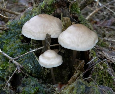 Helmmycena (Mycena galericulata)