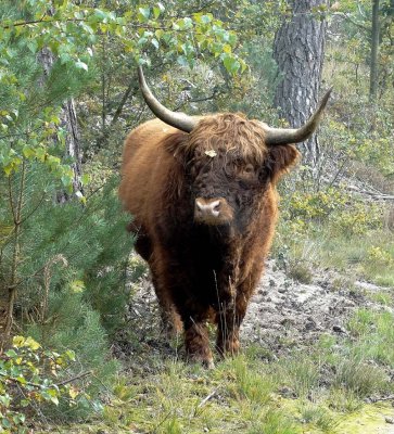 Schotse Hooglander (Highland Cattle)