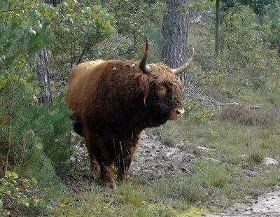 Schotse Hooglander (Highland Cattle)